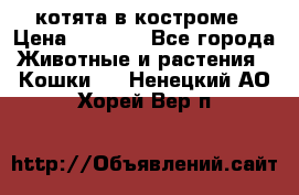 котята в костроме › Цена ­ 2 000 - Все города Животные и растения » Кошки   . Ненецкий АО,Хорей-Вер п.